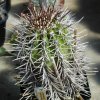 Copiapoa_rupestris